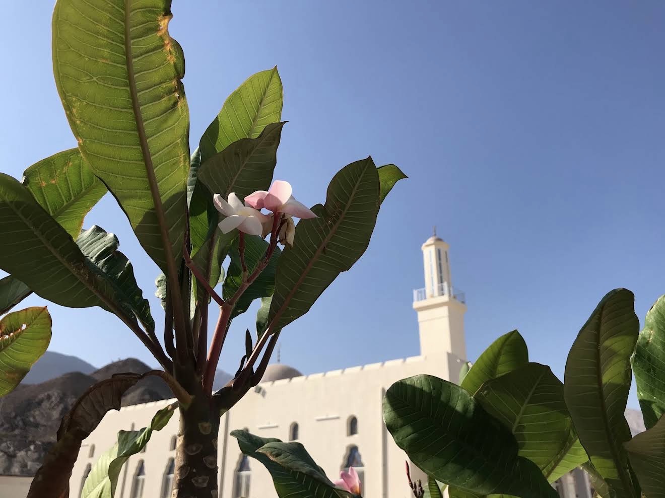 صورة المسجد
